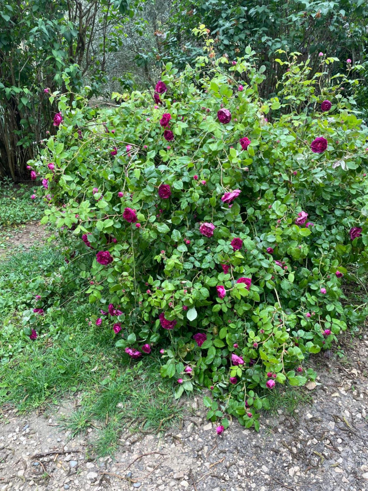 Gites Le Pimayon Manosque Kültér fotó